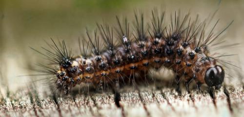 Réf. 350 684 : Acronicta rumicis